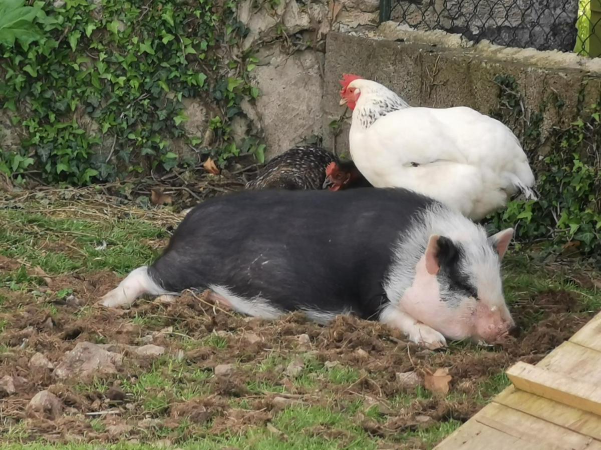 Au Domaine De Gigie Bed and Breakfast Chervettes Εξωτερικό φωτογραφία
